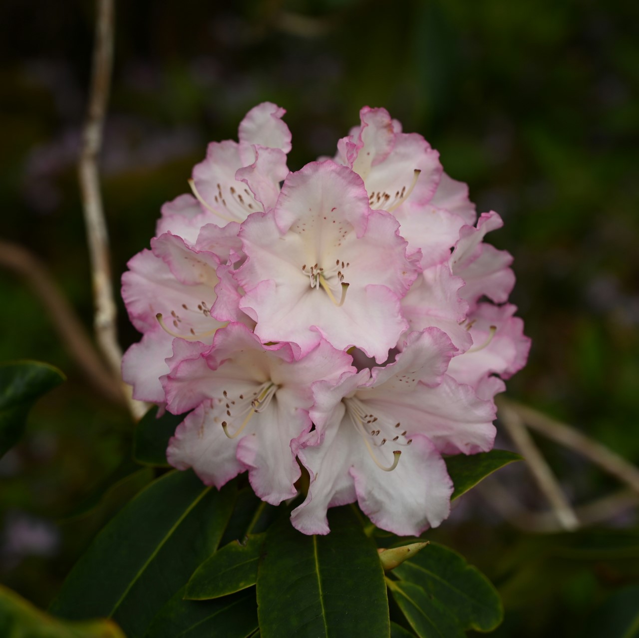 R. macrophyllum RB891